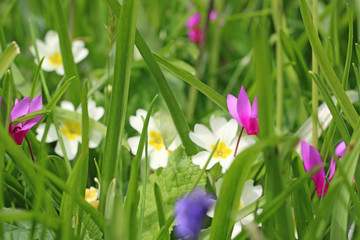 primroses and cyclamens in Spring