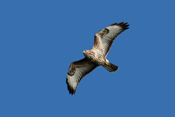 Obraz premium Common buzzard (Buteo buteo)