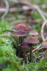  Beautiful close up of a group of mushrooms growing on  on green moss ground and dark bokeh forest background. Mushroom macro, Mushrooms photo, forest photo, forest background - Mushrooms cut in the w