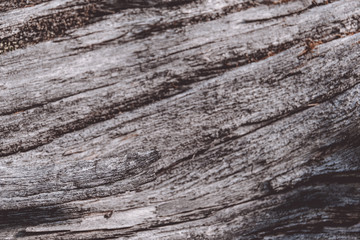 Grey tree trunk without bark