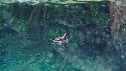 Bird on blue lake. Duck swims in turquoise water