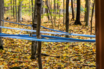 Special pipes (tubulure) that extract sap from sugar maple trees. The sap is then boiled into maple...