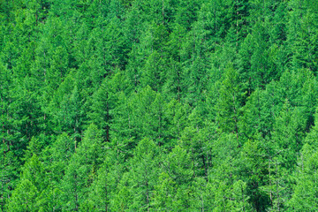 Dense coniferous forest on the mountainside