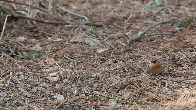 Mouse Common Vole (Microtus arvalis) is looking for food among pine needles in the forest
