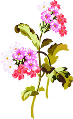 flowers on white background