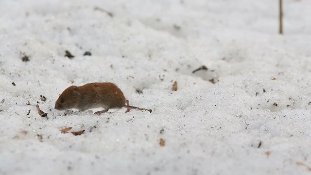 Common Vole (Microtus arvalis) is peeking out of a snow mink