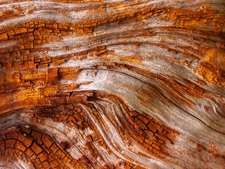 Detail of red oak Bark eroded by time, plant of a centuries-old park. Textures and scratches on the bark with moss caused by time.