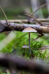 Beautiful close up of a group of mushrooms growing on  on green moss ground and dark bokeh forest background. Mushroom macro, Mushrooms photo, forest photo, forest background - Mushrooms cut in the wo