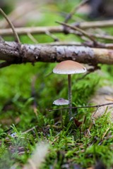 Beautiful close up of a group of mushrooms growing on  on green moss ground and dark bokeh forest background. Mushroom macro, Mushrooms photo, forest photo, forest background - Mushrooms cut in the wo