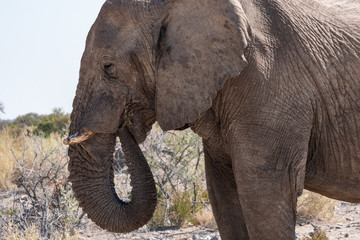Fototapeta na wymiar Elephant Eating in Etosha National Park