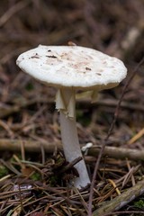  Beautiful close up of a group of mushrooms growing on  on green moss ground and dark bokeh forest background. Mushroom macro, Mushrooms photo, forest photo, forest background - Mushrooms cut in the w