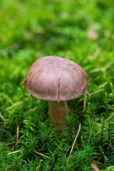 Beautiful boletus edulis mushroom  in amazing green moss. Old magic forest mushrooms background. White mushroom in sunny day. close-up