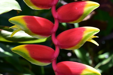 Close-up detail of heliconia flower with petals colored from red through yellow to light green.