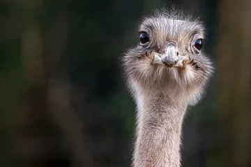 Fotobehang portrait of an ostrich © Karin
