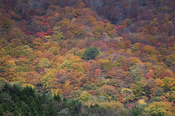 蔵王紅葉２０１９年１０月２６日