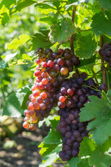 Red grapes hang on the grapevine in the sunshine.