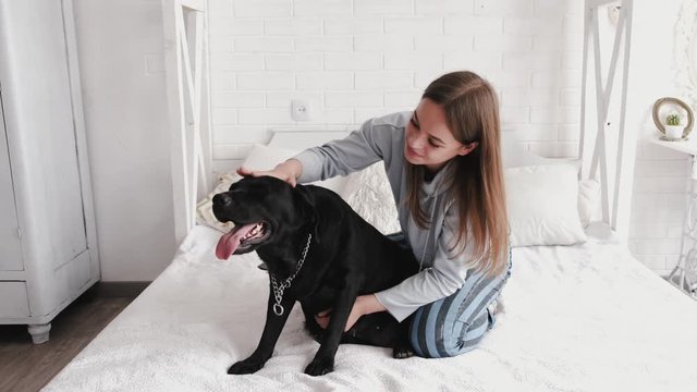 brunette kissing labrador dog sitting on bed in white room girl stroking a black dog in bed brunette playing with labrador sitting on bed in white room