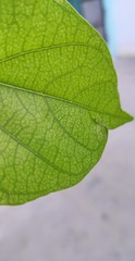closeup of green leaf lamina