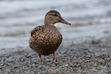 Tundra, Norwegen