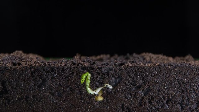timelapse, Green shoots of plants grow from the pea grain, underground roots of plants are visible, new leaves,