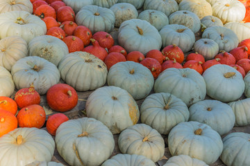 Lots of colorful pumpkins laid out in the row. Colored pumpkin as background, wallpaper.