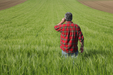 Naklejka na ściany i meble Agriculture, farmer examining wheat field