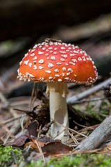 Toadstool, close up of a poisonous mushroom in the forest on green moss ground - Mushrooms cut in the woods  - white mushroom with red hat