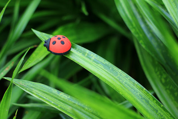 Eraser is a ladybug on a leaf