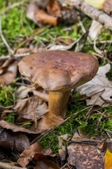 Beautiful butter mushroom in amazing green moss. Mushrooms cut in the woods - Popular  mushroom in forest. close-up