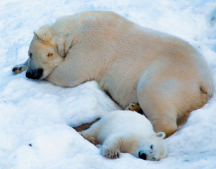 Fototapeta na wymiar Ours polaire et son petit à Ranua, Finlande