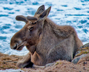 Élan couché dans la neige à Ranua, Finlande