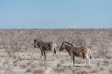 Fototapeta na wymiar Two Burchell's Plains zebra -Equus quagga burchelli- walking on the plains of Etosha National Park, Namibia.