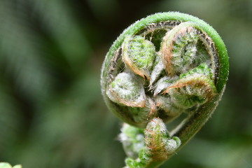 Unfurling fern frond in the  rain forest on the Lyrebird Ridge Track at Tarra Bulga National Park in Gippsland, Victoria, Australia