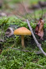 Toadstool, close up of a poisonous mushroom in the forest on green moss ground - Mushrooms cut in the woods  - white mushroom with red hat