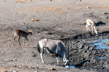 One Orynx - Oryx gazelle- near a waterhole in Etosha national park, Namibia