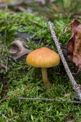  wild forrest mushroom in the woods in fall. Mushrooms in the forest on green moss ground - Mushrooms cut in the woods - close-up