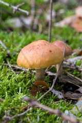  wild forrest mushroom in the woods in fall. Mushrooms in the forest on green moss ground - Mushrooms cut in the woods - close-up