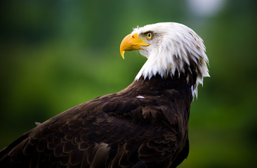 portrait of an american bald eagle