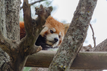 木登りレッサーパンダ
