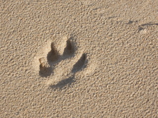 Paw print of a dog on a sandy beach