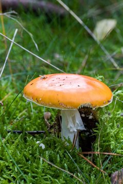 Toadstool, close up of a poisonous mushroom in the forest on green moss ground - Mushrooms cut in the woods  - white mushroom with red hat