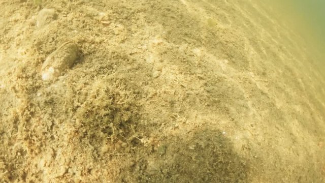 Finding Pseudanodonta complanata clams in lake. Underwater view on shell.