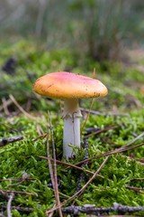 Toadstool, close up of a poisonous mushroom in the forest on green moss ground - Mushrooms cut in the woods  - white mushroom with red hat