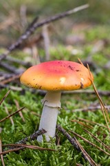 Toadstool, close up of a poisonous mushroom in the forest on green moss ground - Mushrooms cut in the woods  - white mushroom with red hat