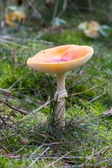 Toadstool, close up of a poisonous mushroom in the forest on green moss ground - Mushrooms cut in the woods  - white mushroom with red hat