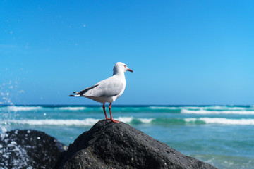 Beautiful lonely seagull sitting on the rock at the beach against beautiful blue sky background. 