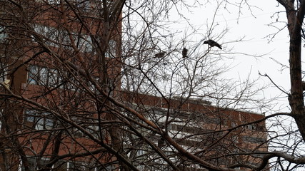 silhouette of a tree