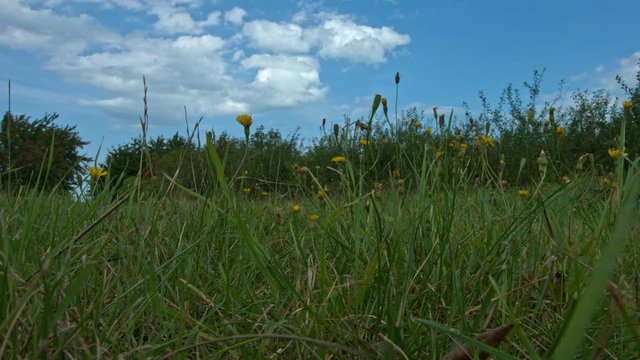 Idillic scene with green grass and clear sky. Someone throwing rubbish, plastic bottle.