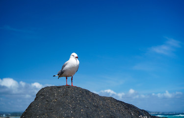 Beautiful lonely seagull sitting on the rock at the beach against beautiful blue sky background. 