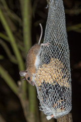 Auch Mäuse lieben Vogelfutter